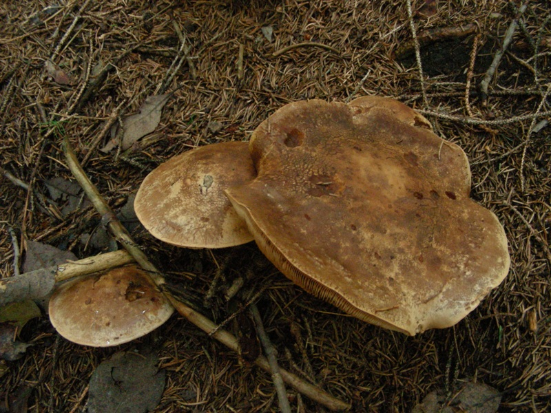 Abetaia di montagna secondo atto